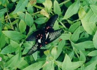 two butterflies mating