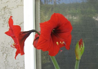 photo of oxblood lily