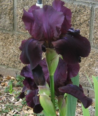 photo of 'Study in Black' bearded iris